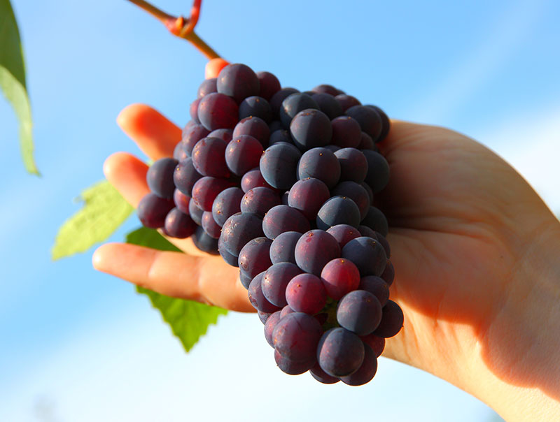 transformación integral de bodegas